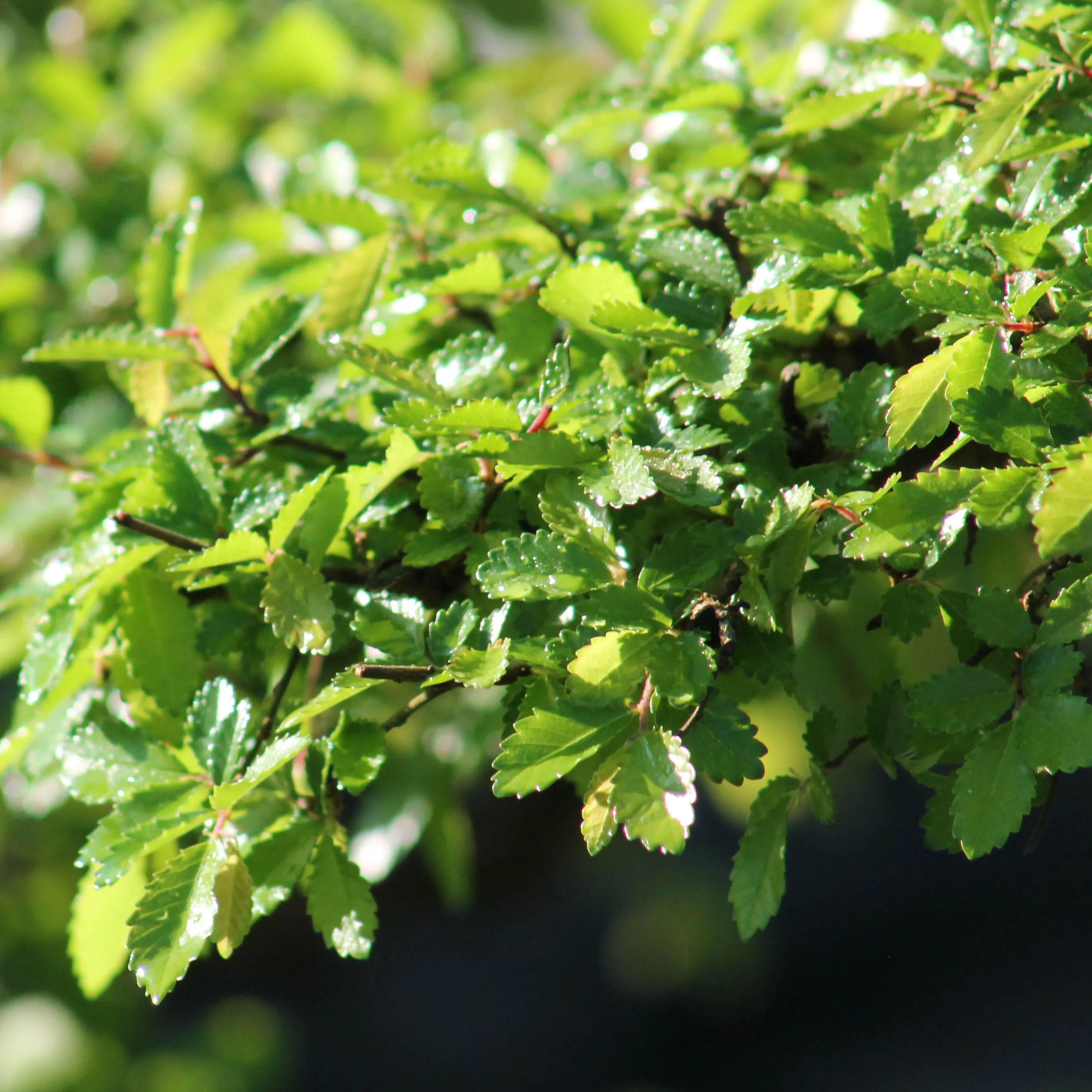 Deciduous Bonsai