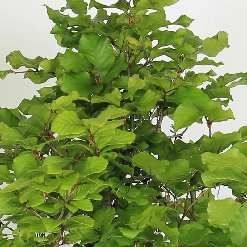 Beech bonsai