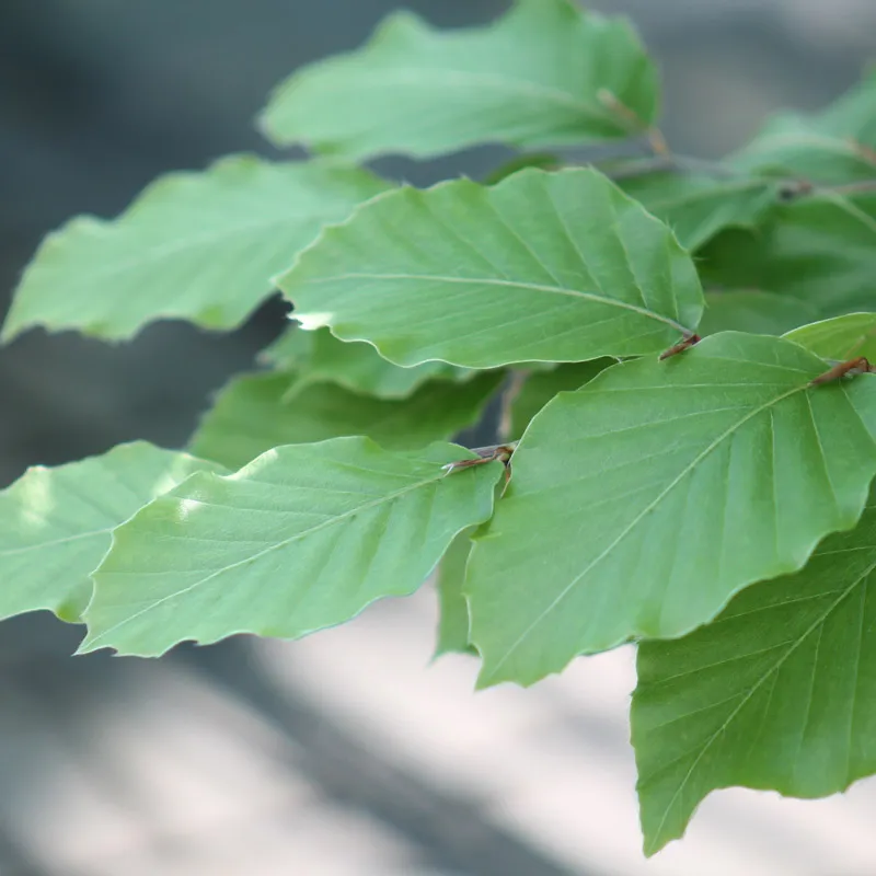 Beech bonsai