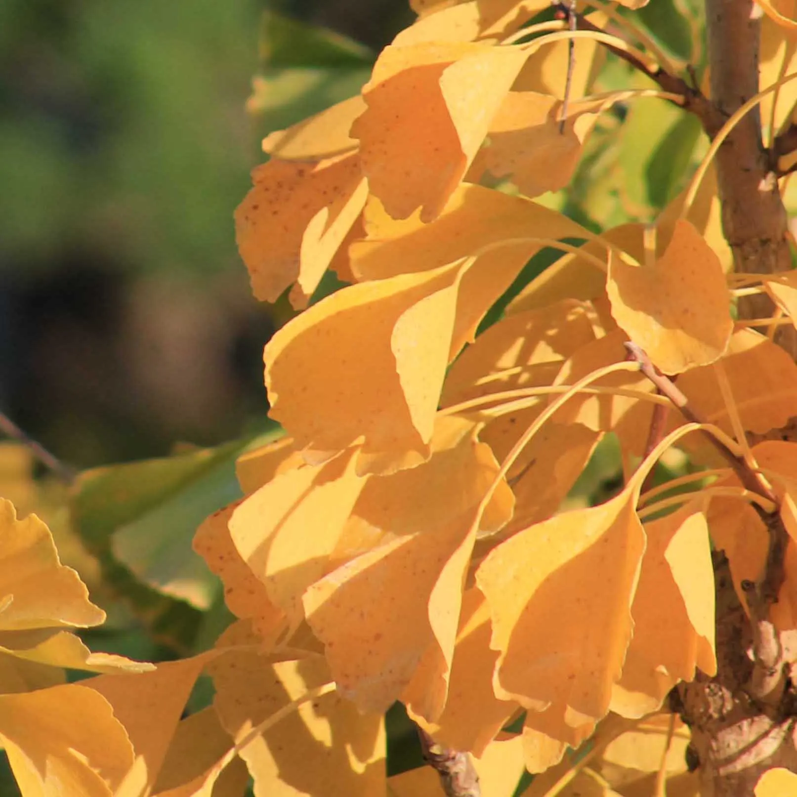 Ginkgo Biloba