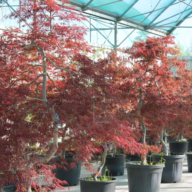 Garden Trees "Niwaki"