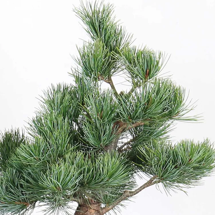 Japanese White Pine