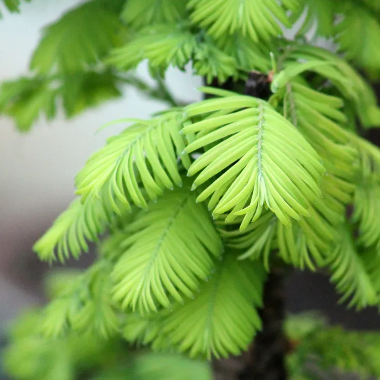Metasequoia