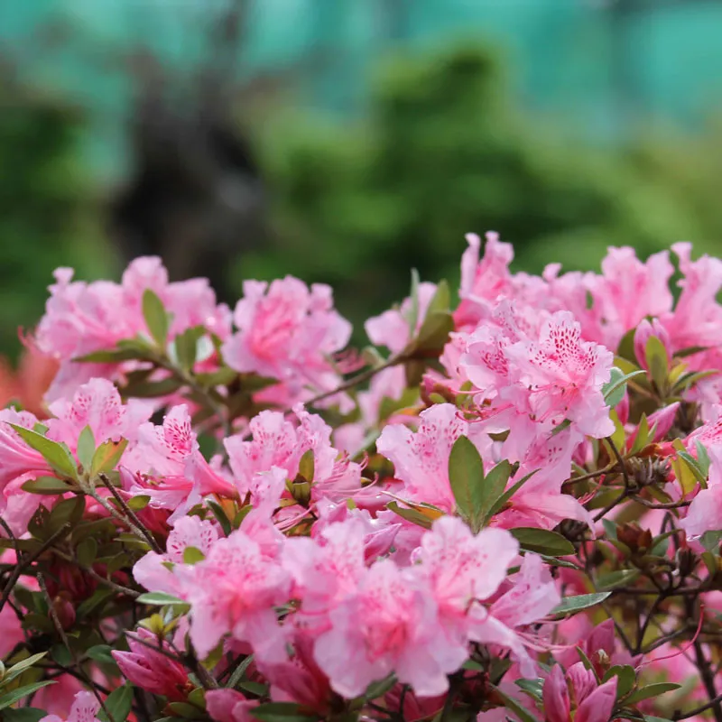 Flower & Fruit Bonsai