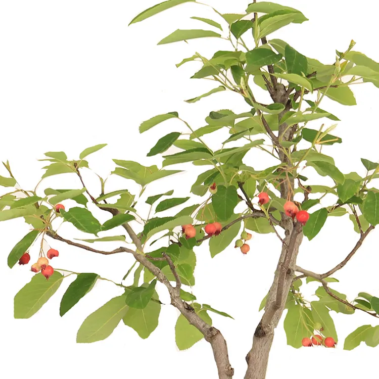 Serviceberry