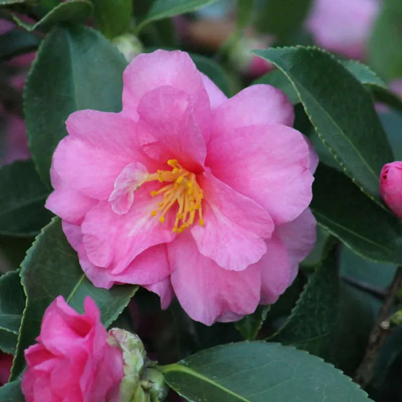 Camellia