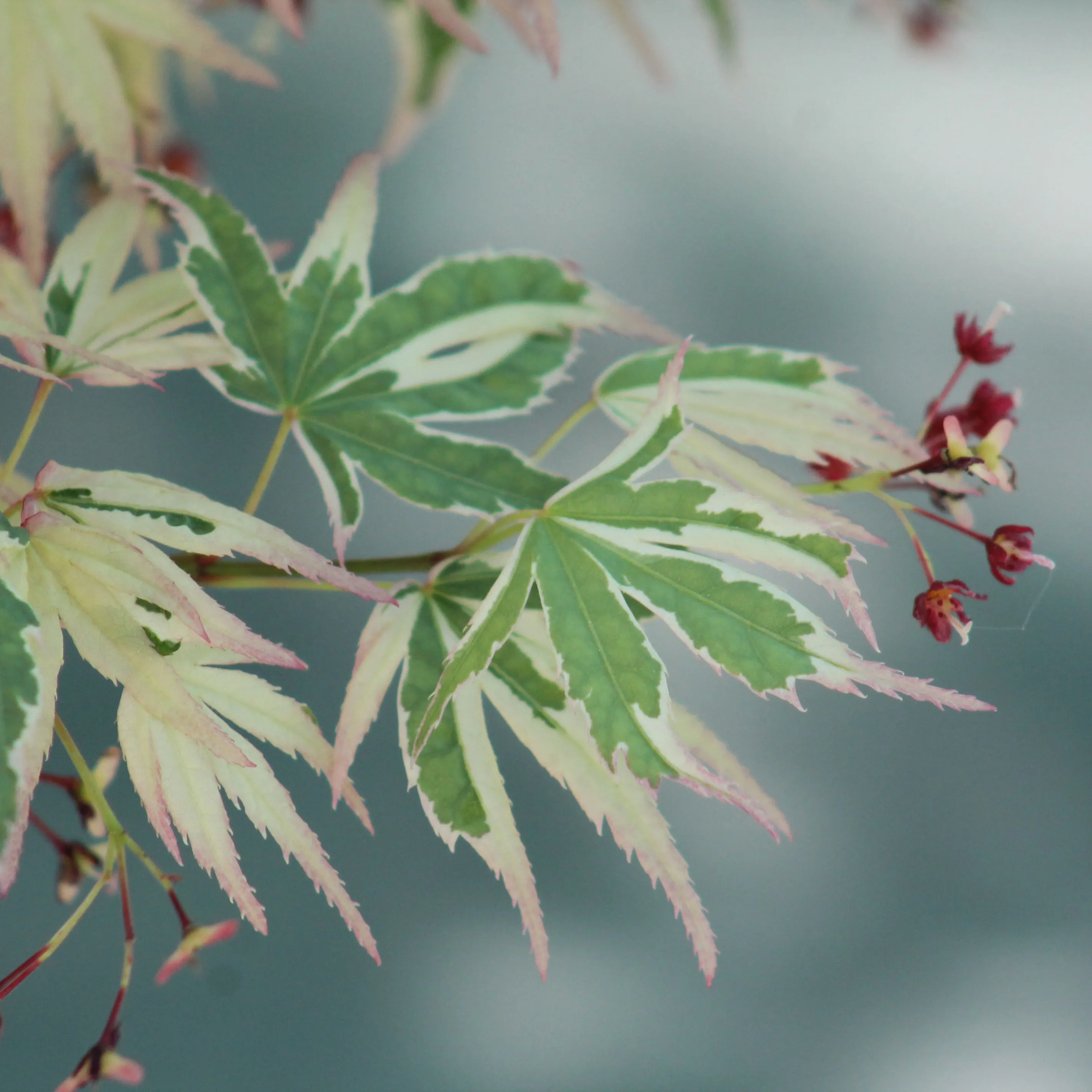 Palmatum Butterfly Maple