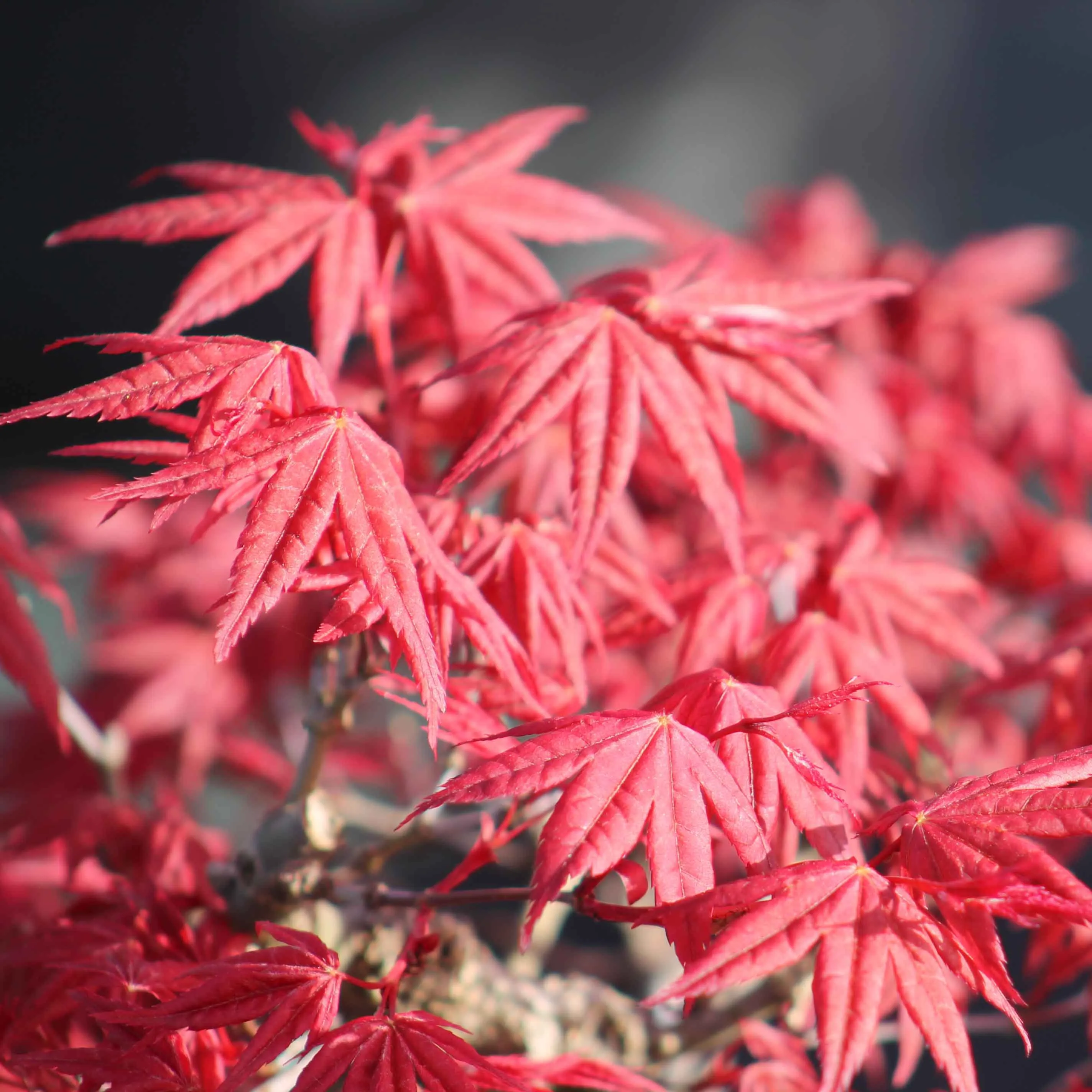 Palmatum Deshojo Maple