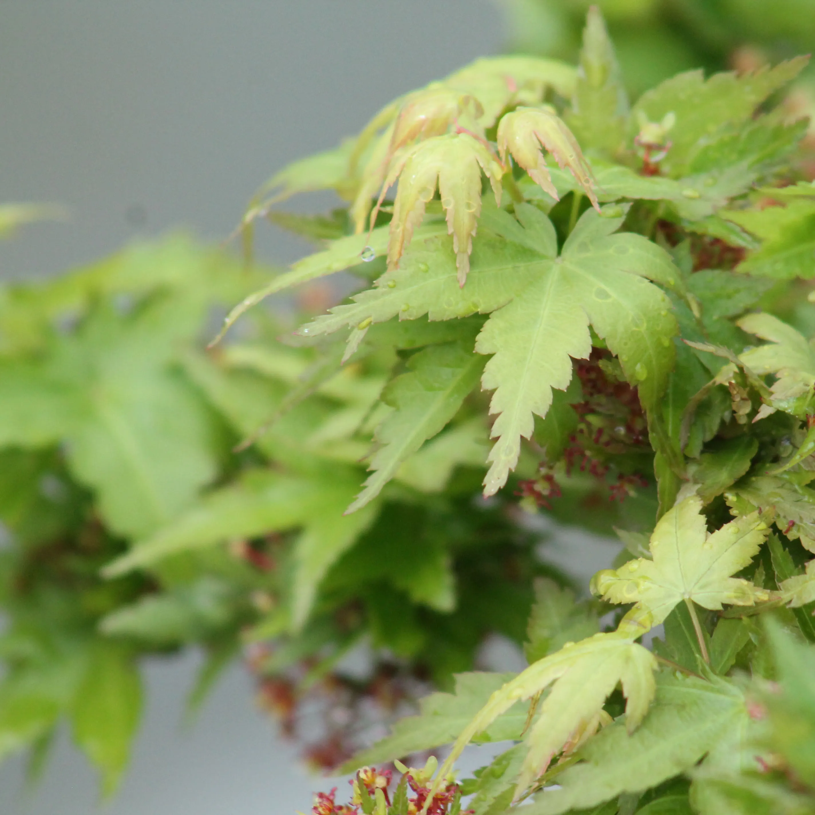 Maple Palmatum Koto hime