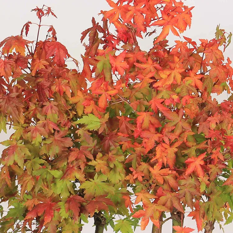 Érable Palmatum