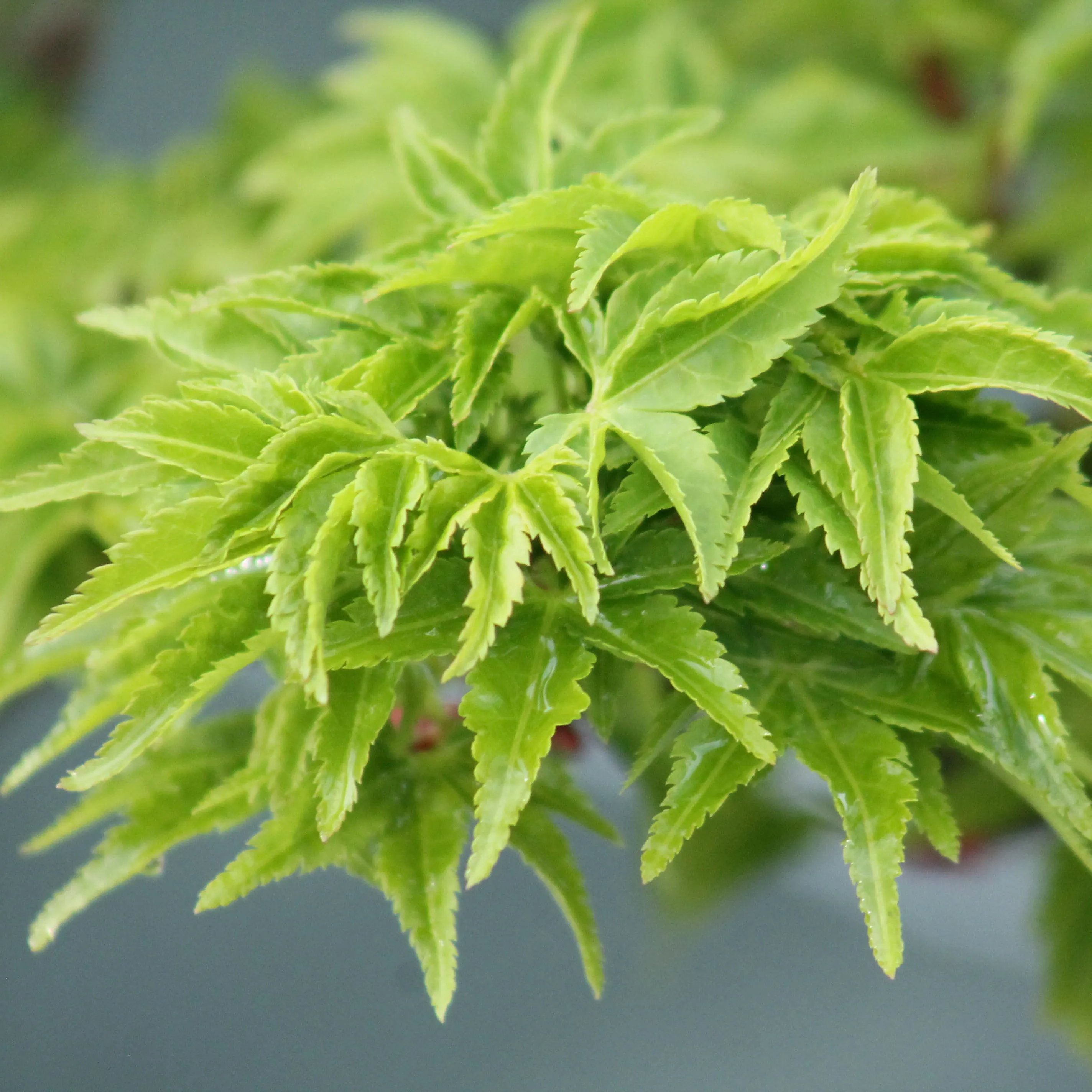 Erable Palmatum Shishigashira