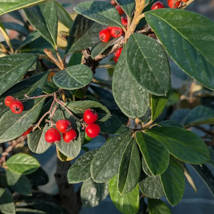 Microphylla Cotoneasters