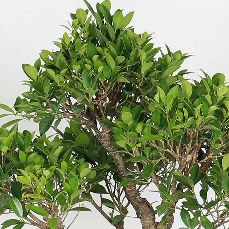 Ficus Nitida