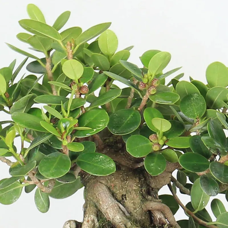 Ficus panda