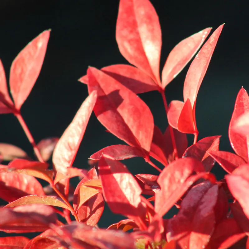 Nandina Bambou Sacré