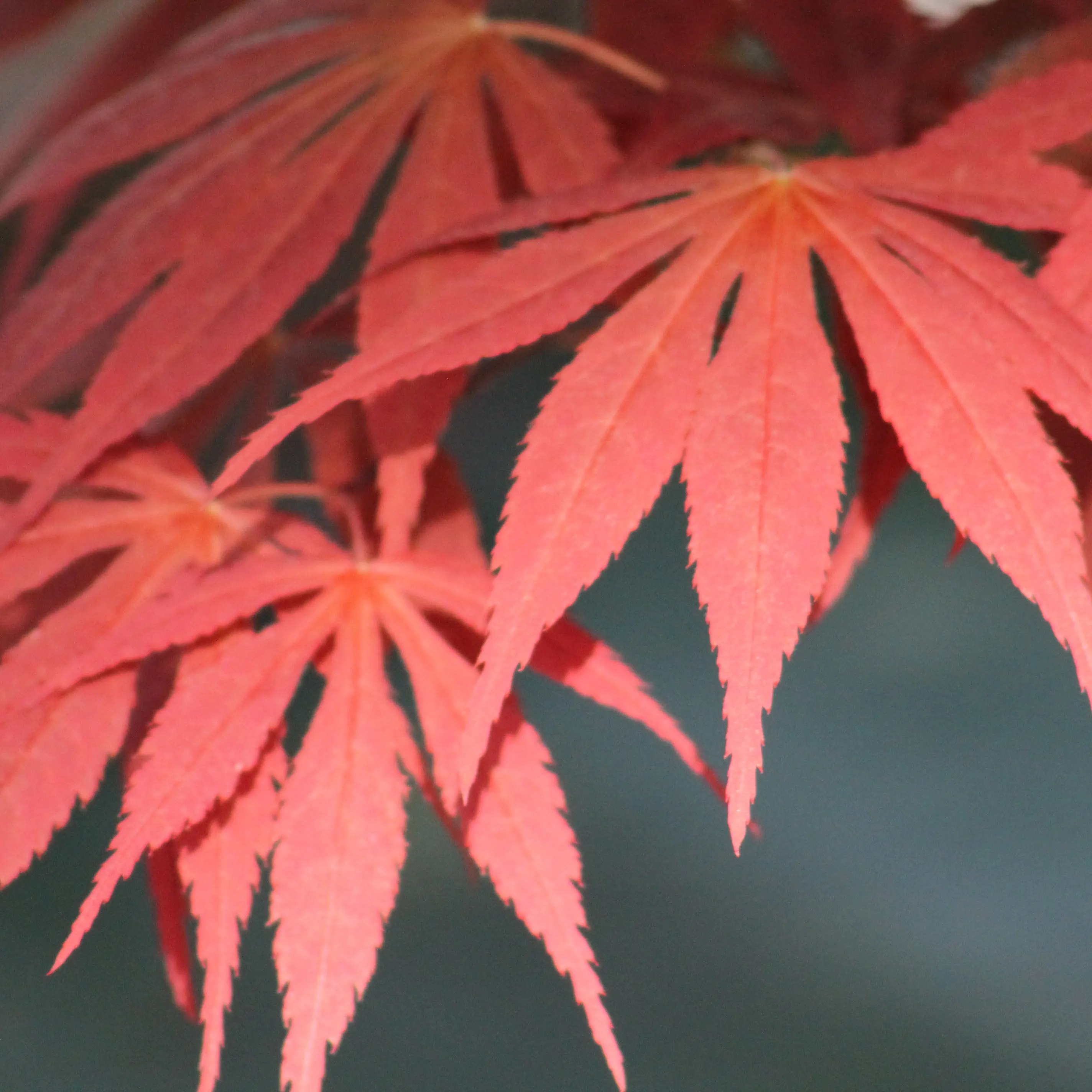 Maple Palmatum Atropurpureum