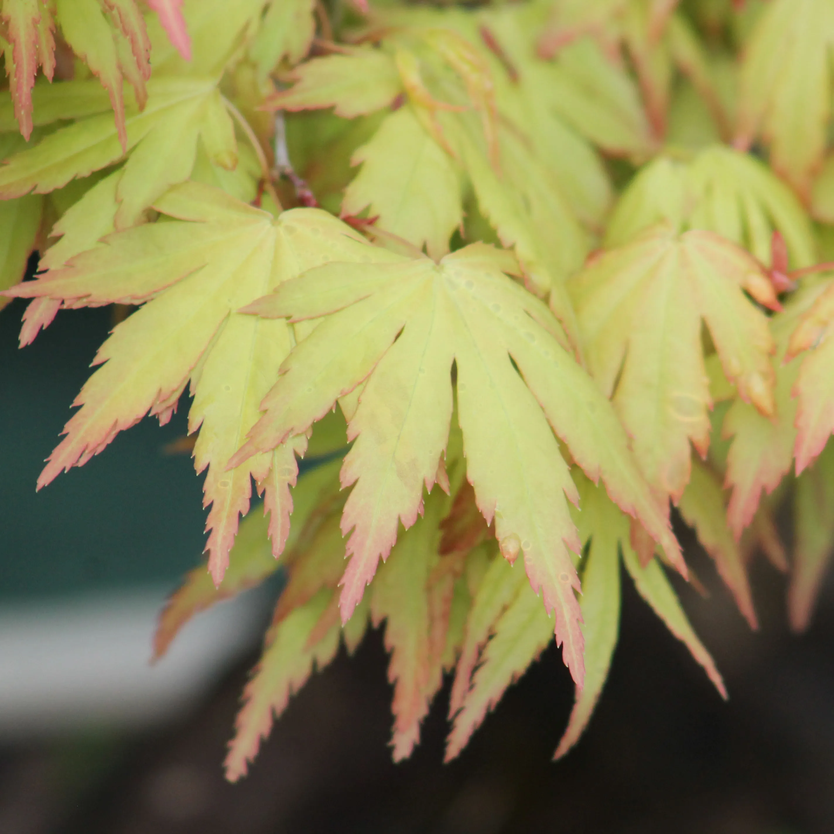 Erable Palmatum Orange Dream