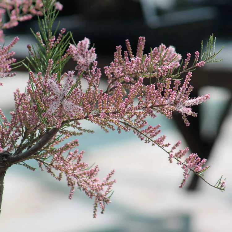 Tamarisk