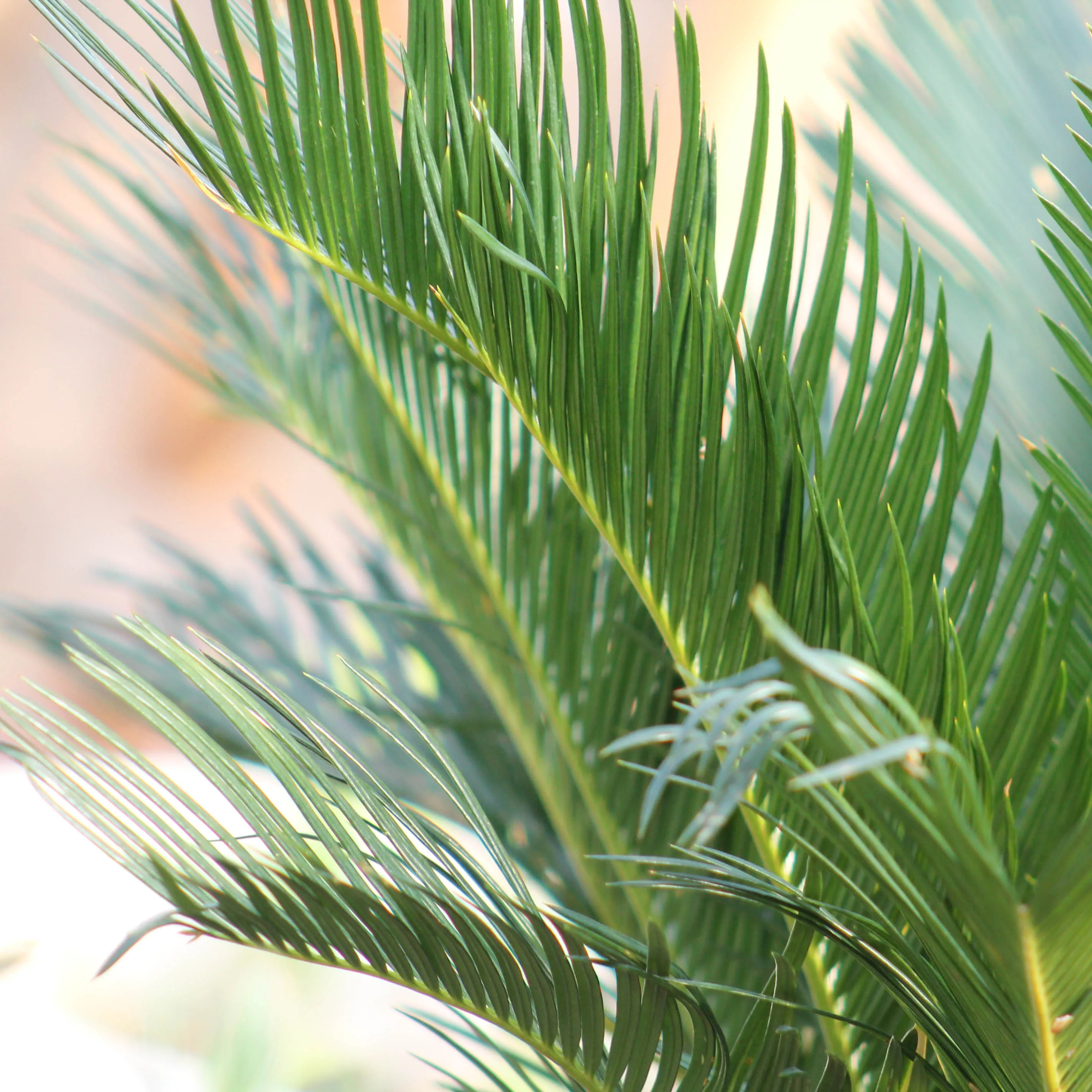 Cycas Revoluta