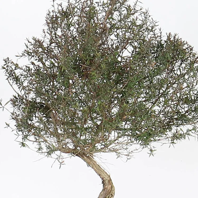 Arbre à thé