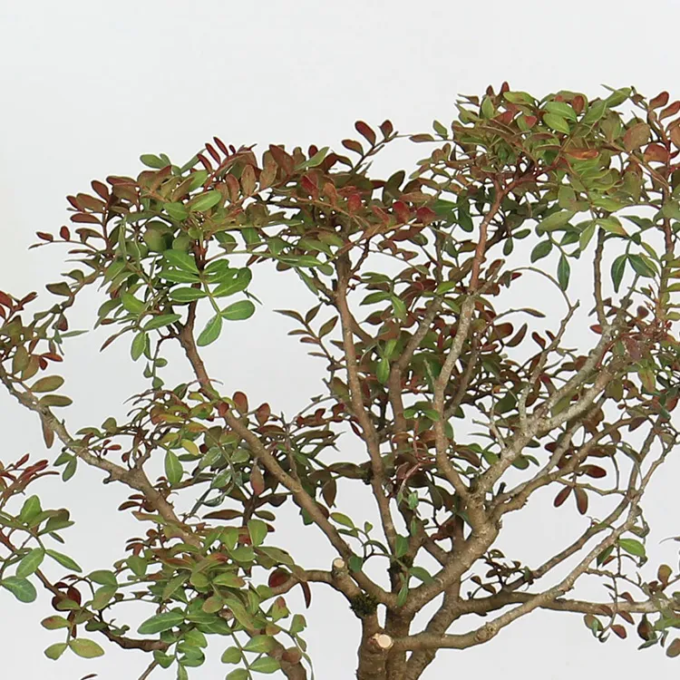 Pistachio mastic tree