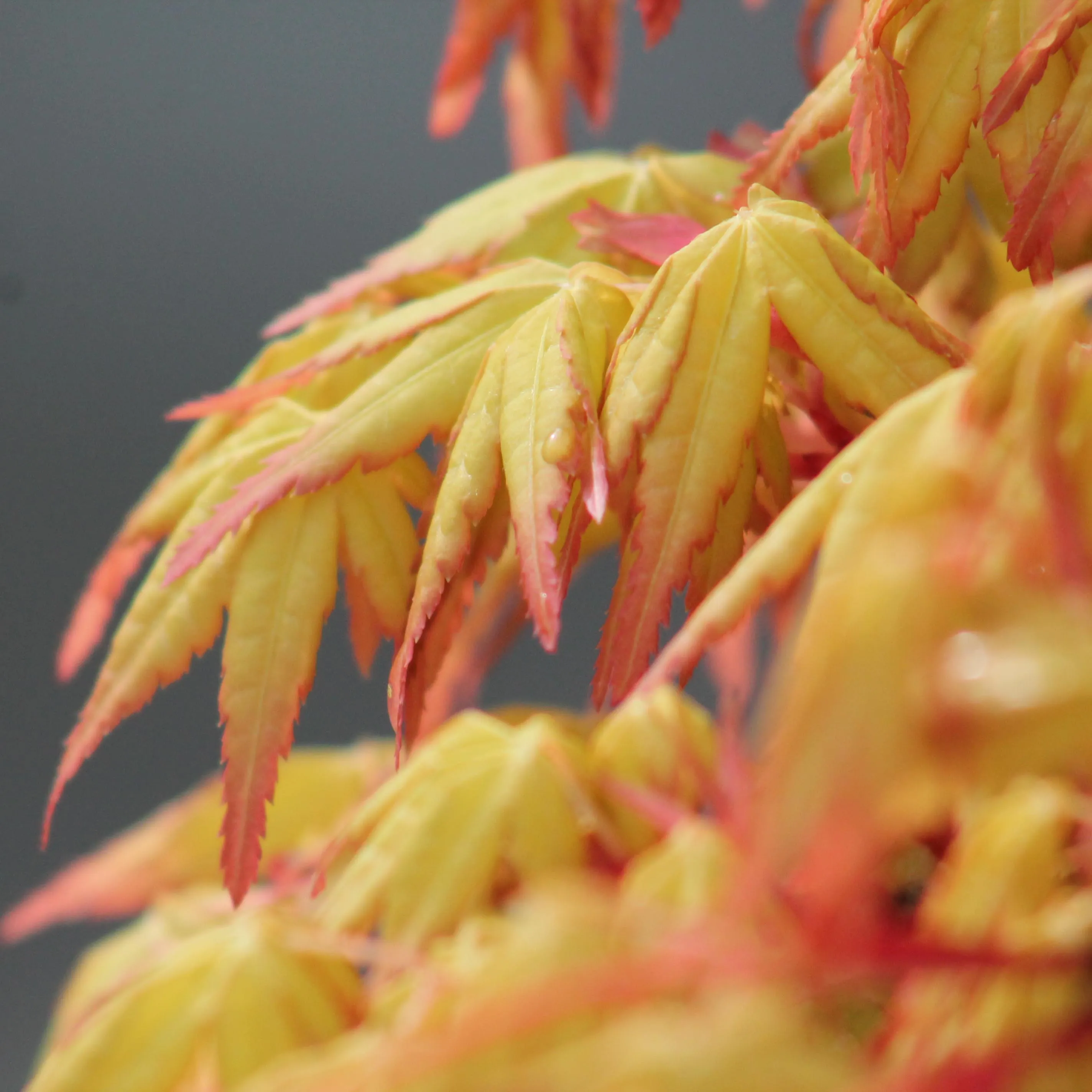 Erable Palmatum Katsura