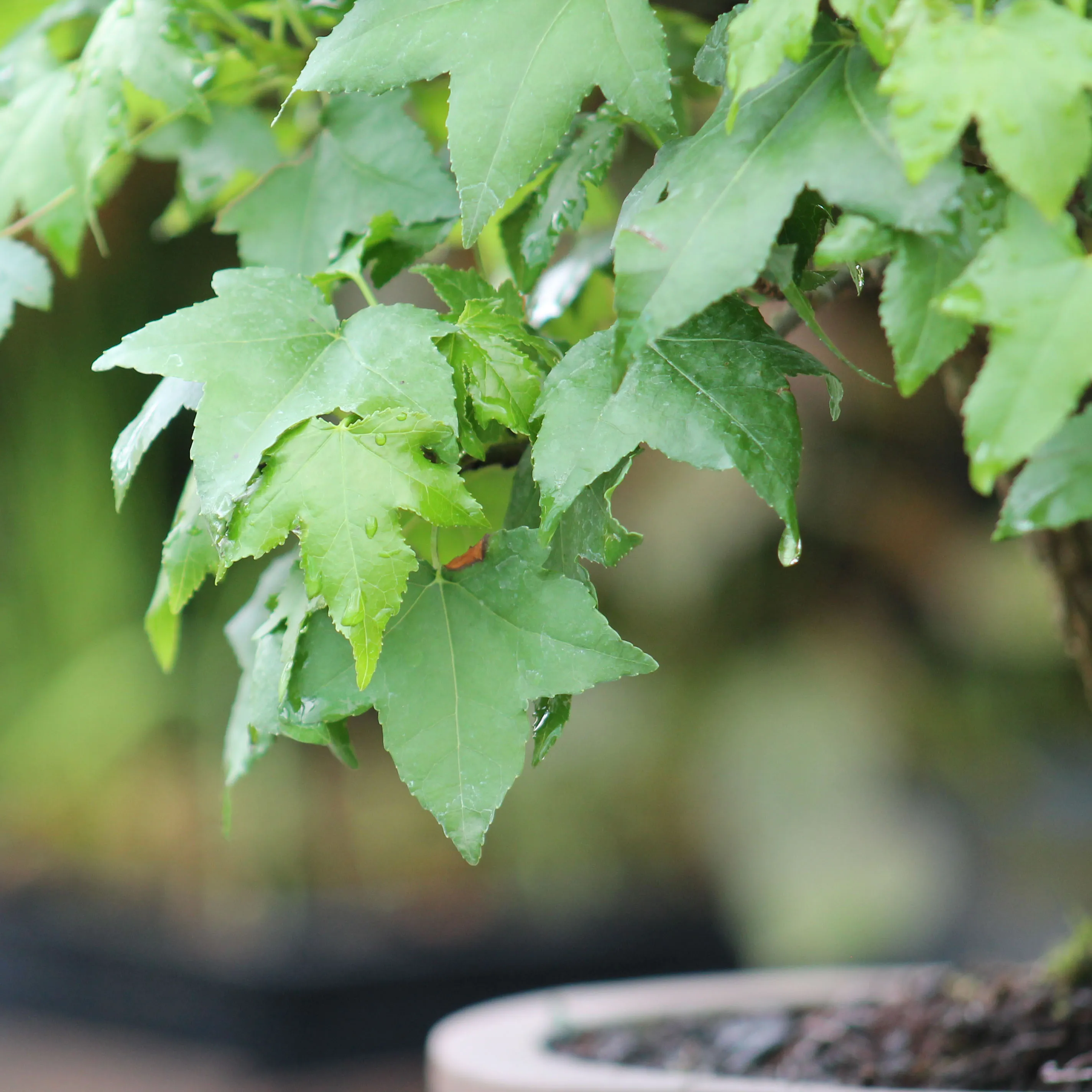 the-bonsai-nursery