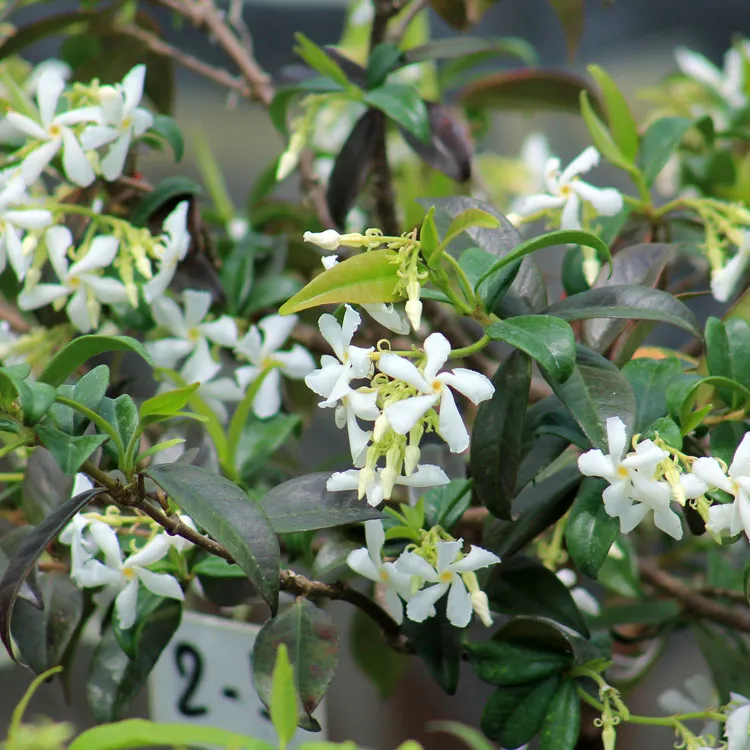 Jasmin