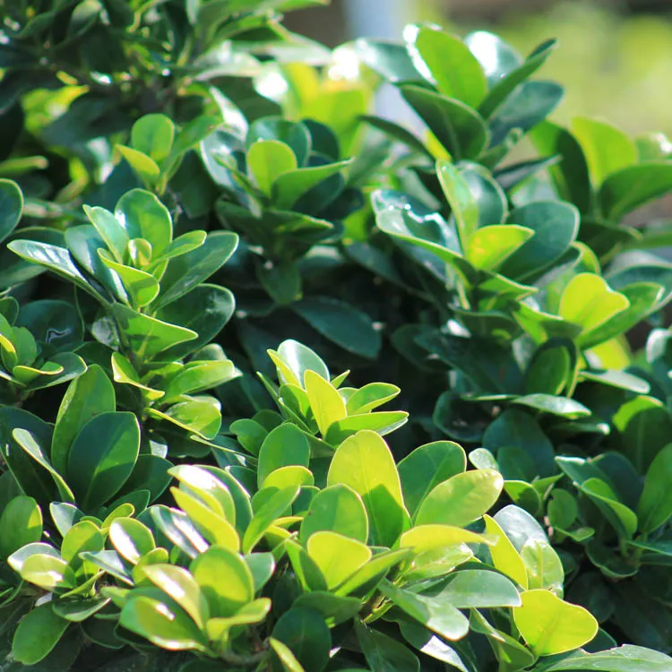 Ficus Ginseng