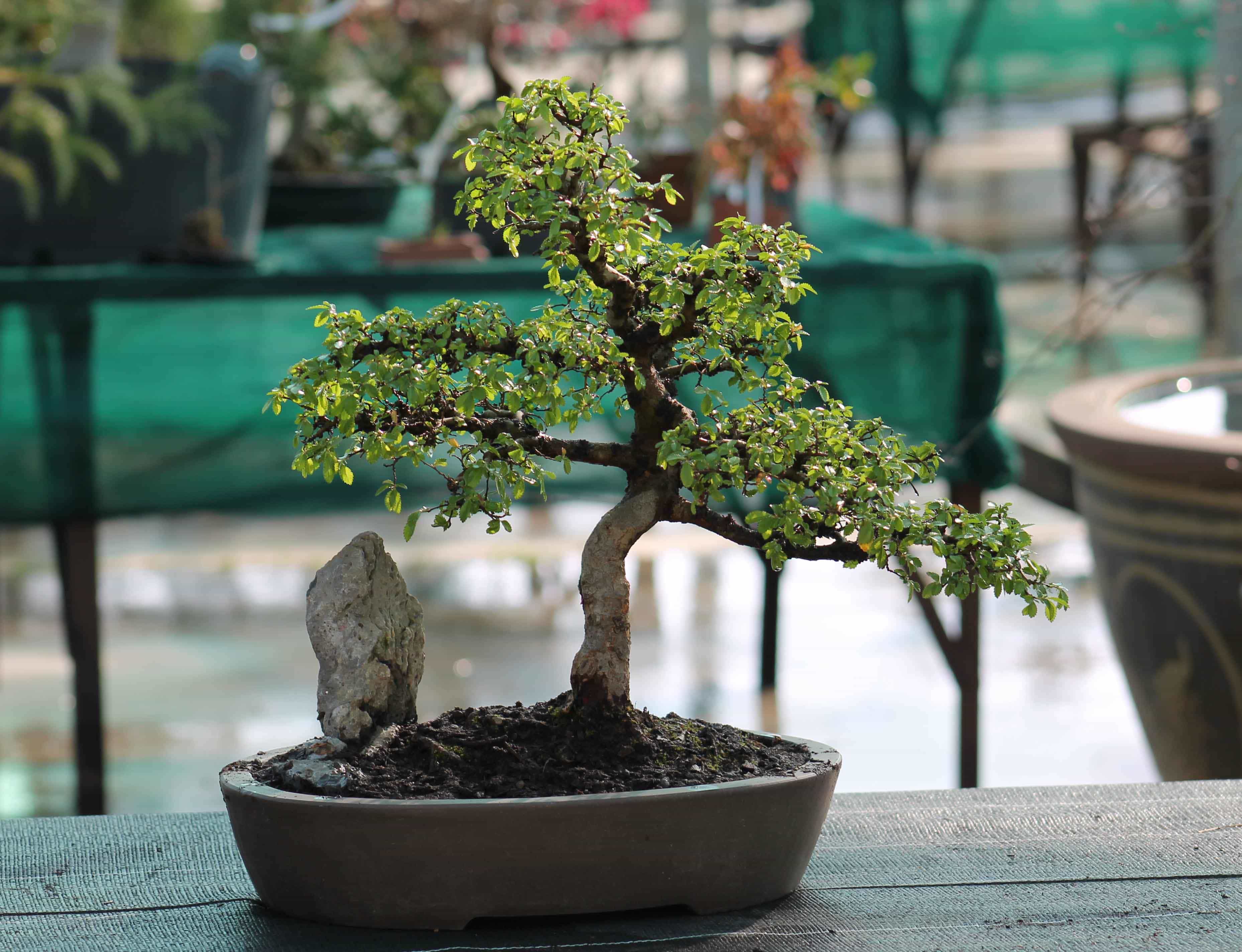 How to buy your first bonsai?