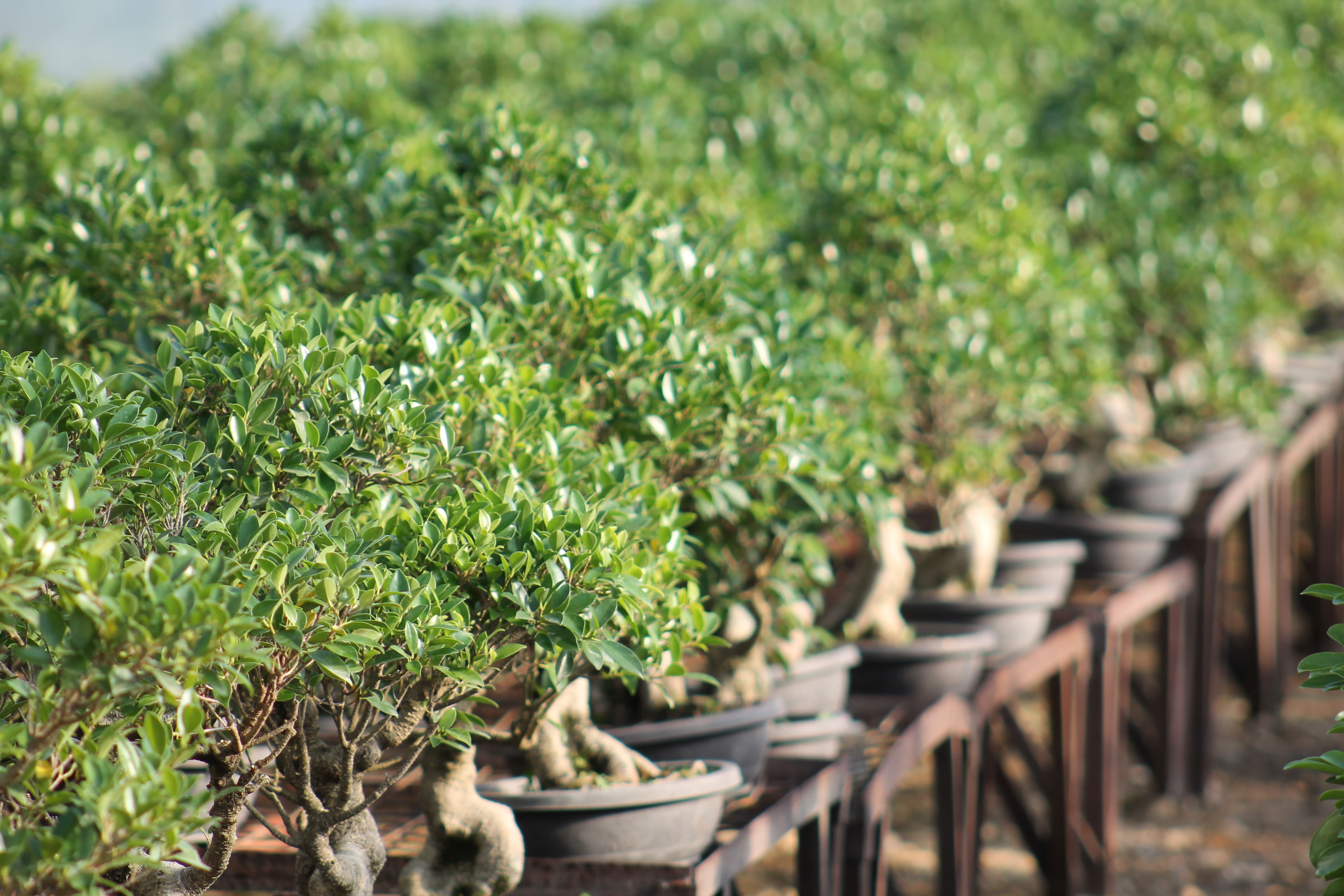 weeping fig bonsai 'Benny' the Weeping Fig Tree main image 0