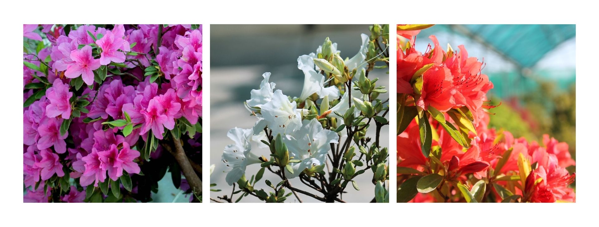Everything you need to know about the Japanese azalea in bonsai