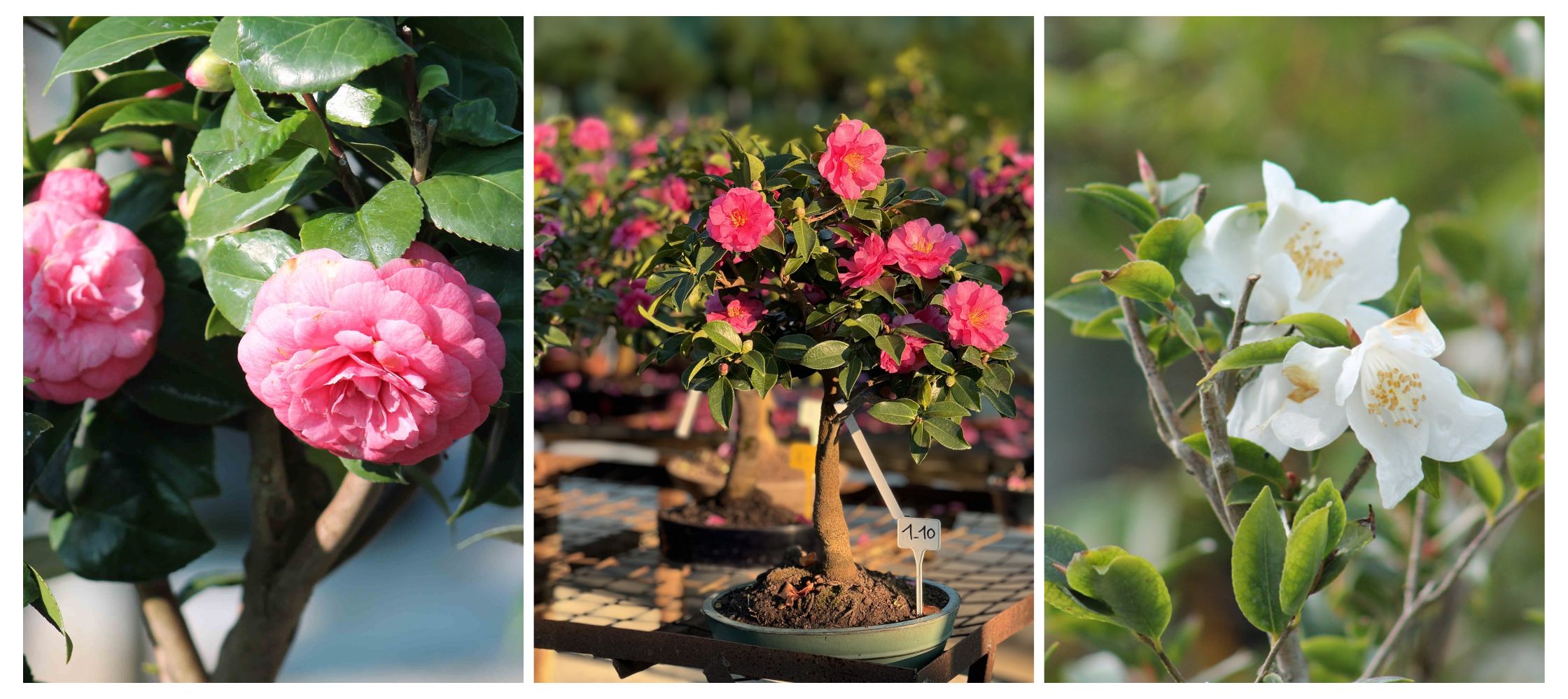 Bonsai Camellia: growing and care tips to make your tree stand out from the  crowd