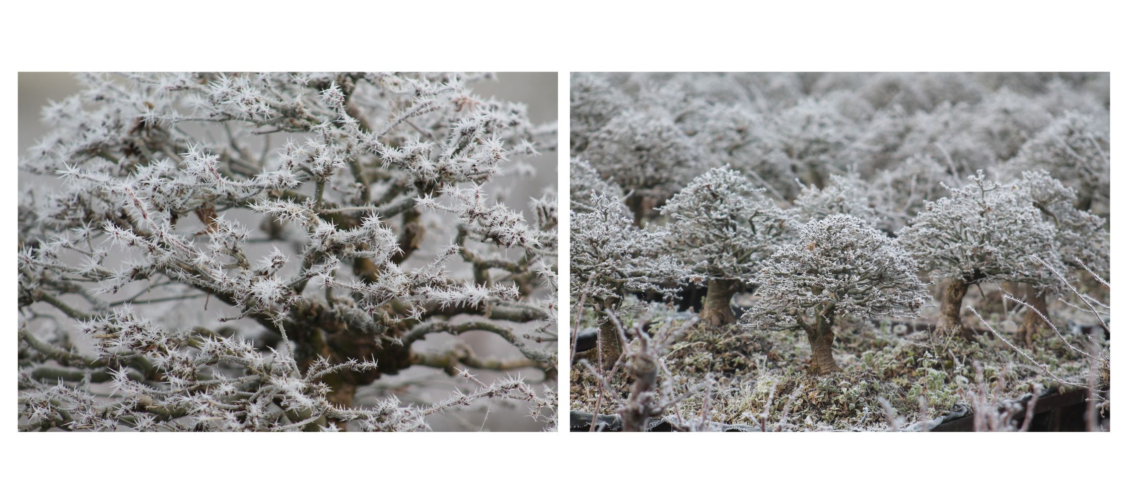 bonsai wäldchen gestalten Gestaltungs-Set Waldpflanzung