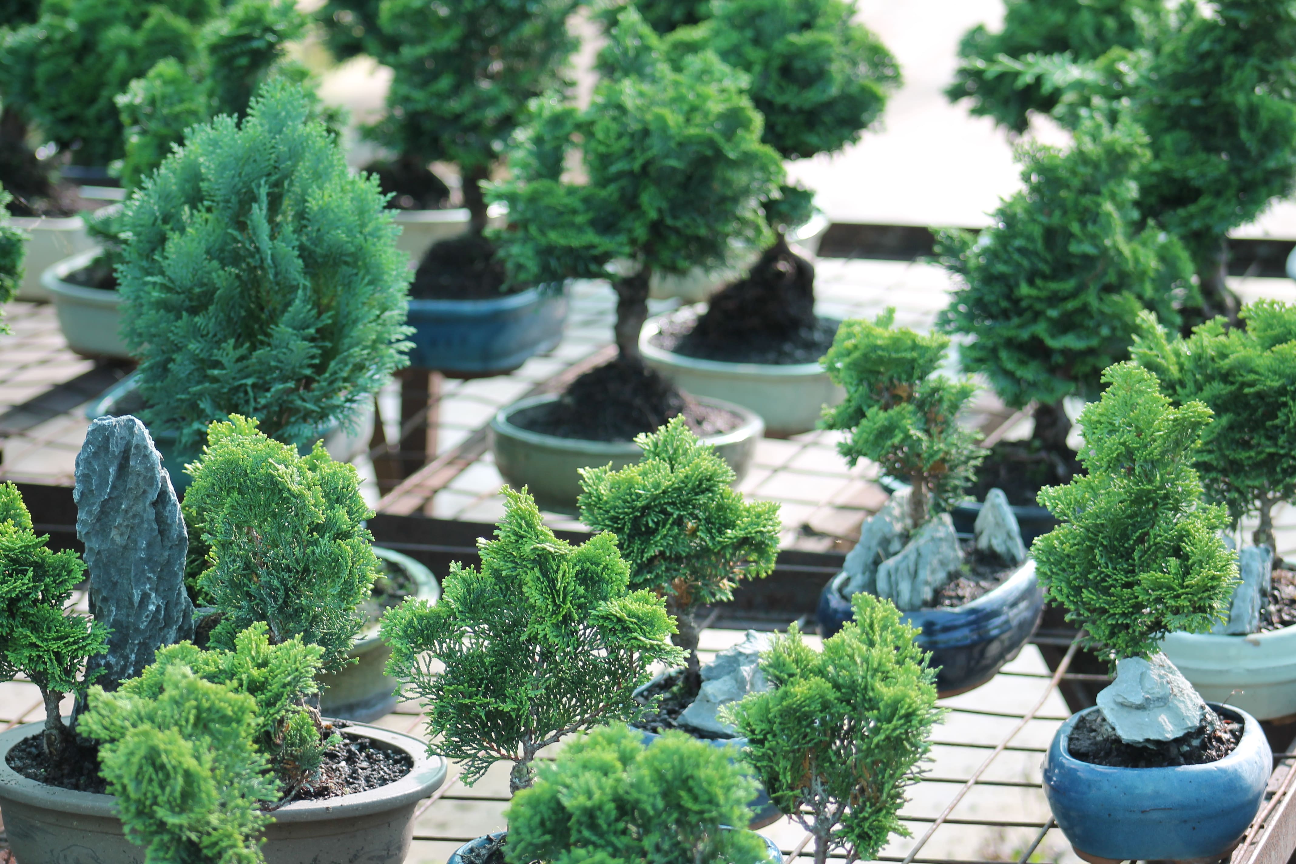 False cypress bonsai: a complete growing guide