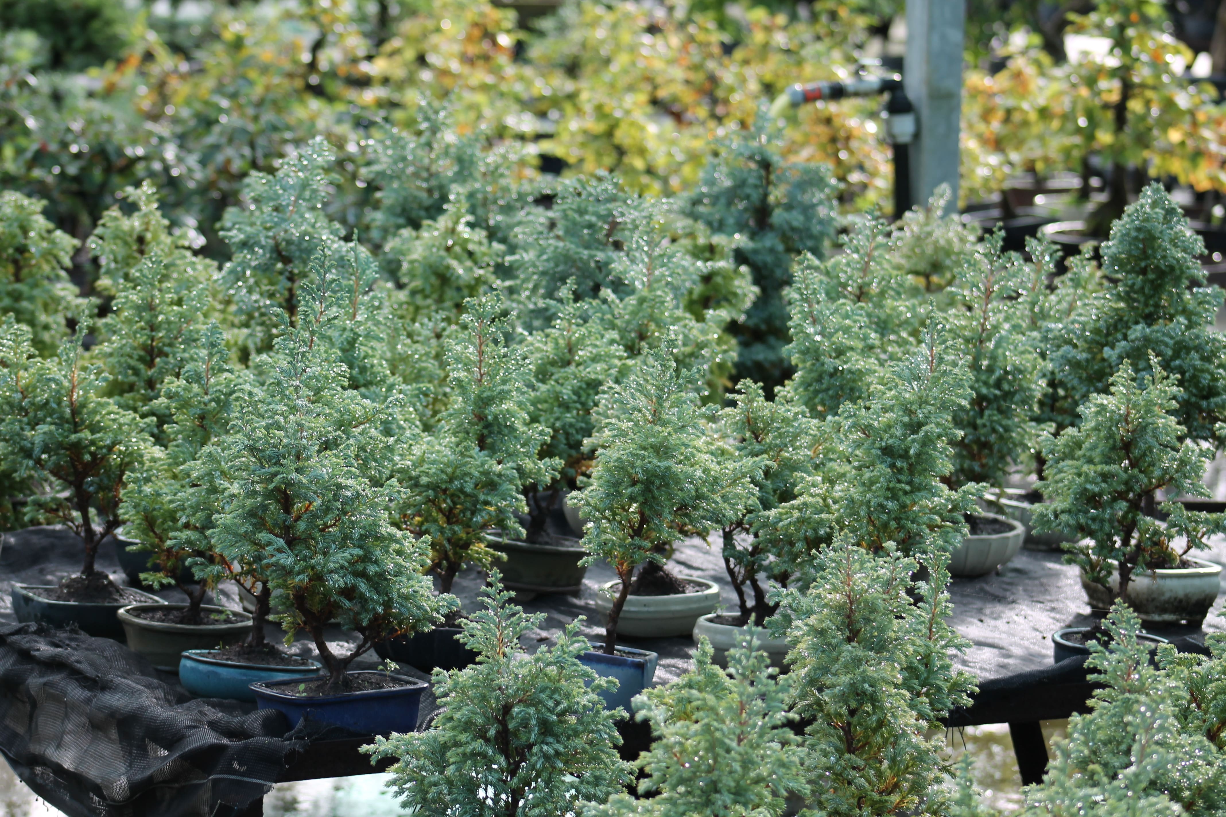 sophora japonica bonsai Sophora Prostrata | Weeping False Cypress main image 0