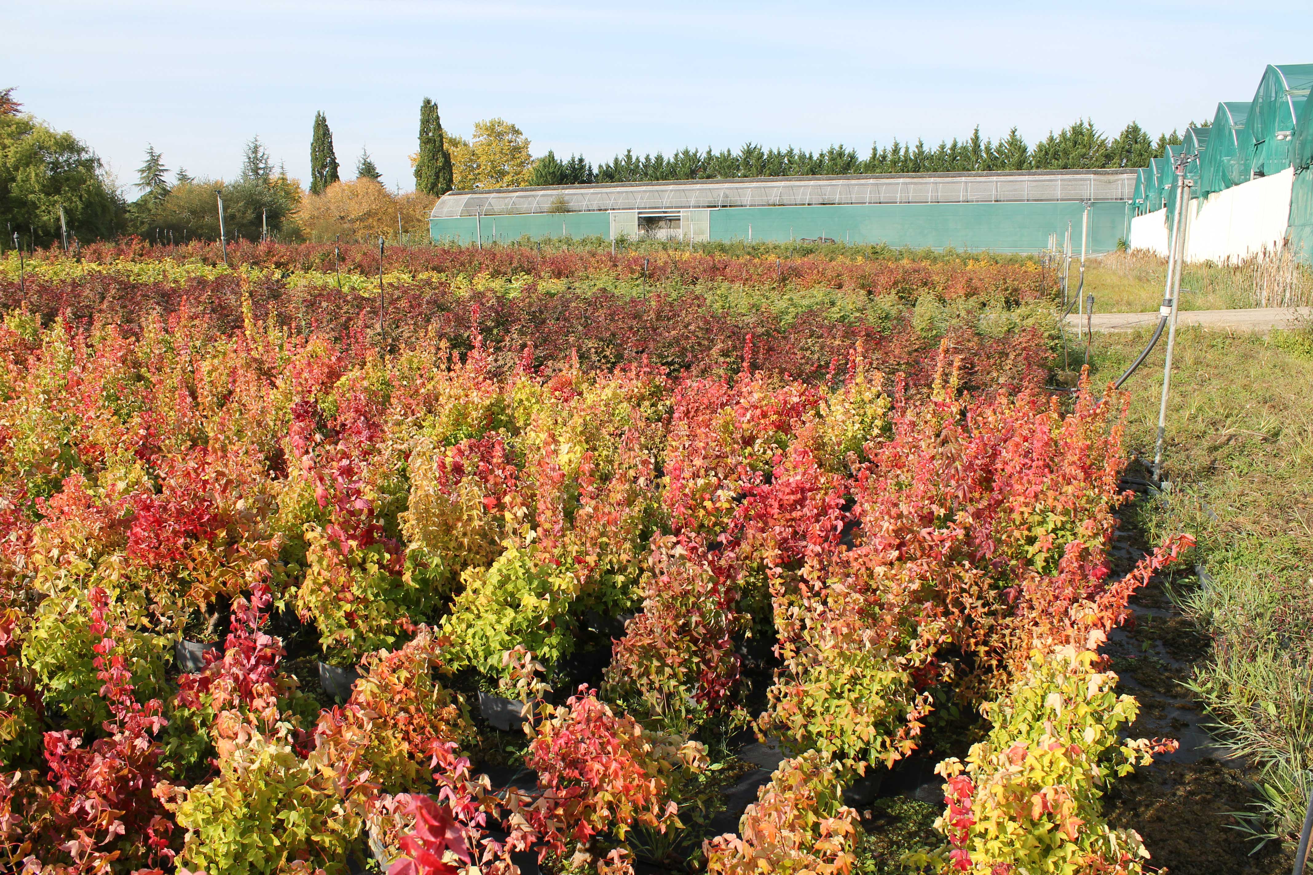 les couleurs d'automne