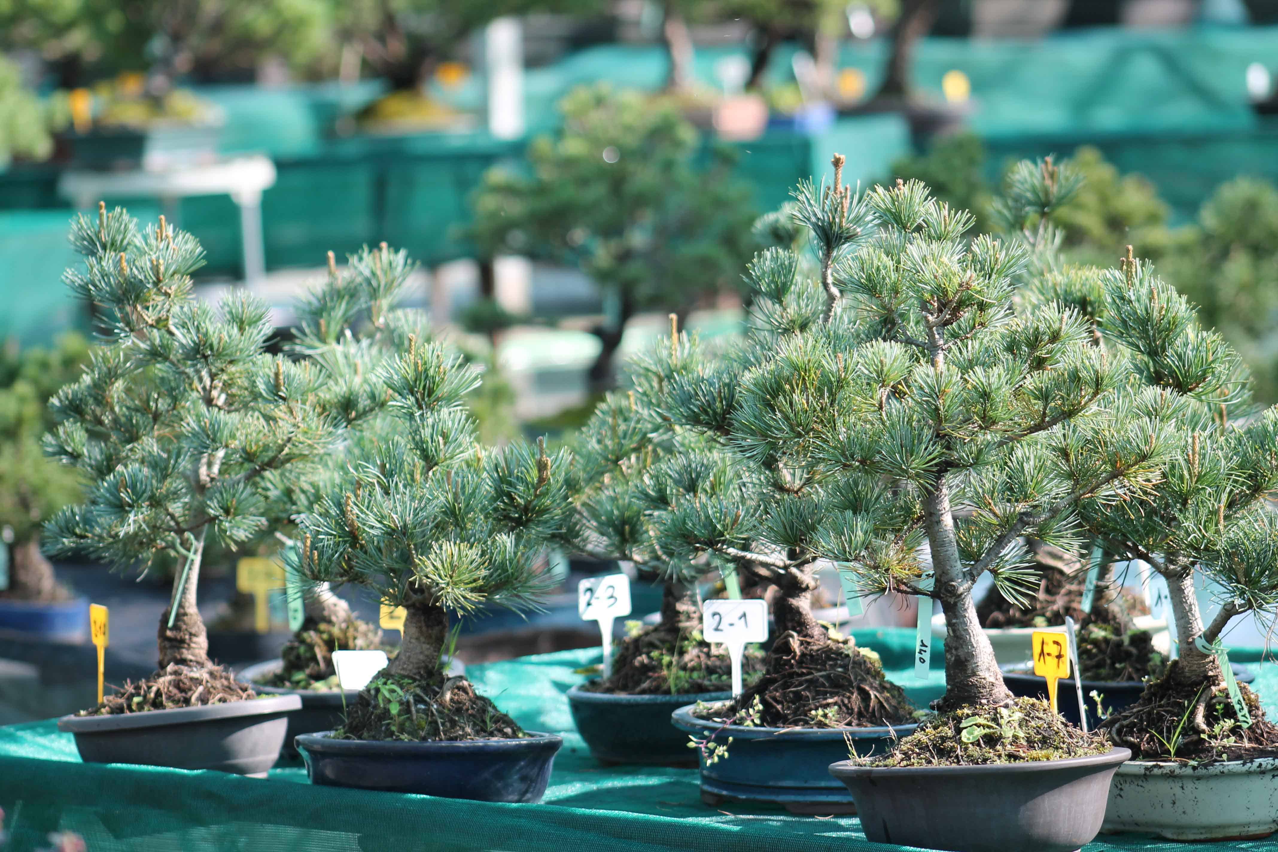 Japanese white pine, our complete guide