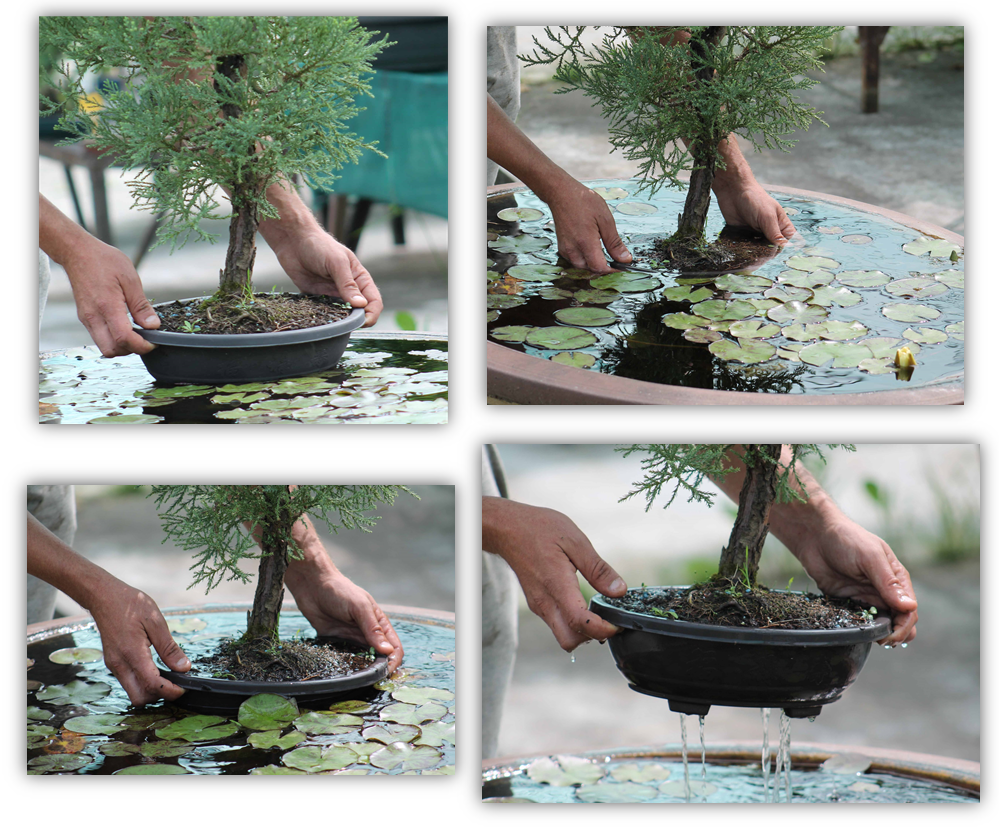 Common problems when watering indoor bonsai