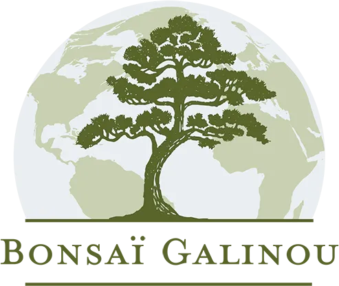 Bonsaï Galinou