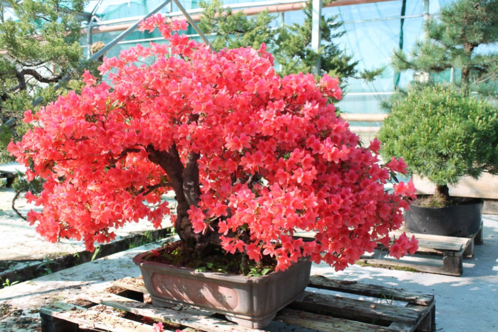 Azalea satsuki in bonsai: the guide