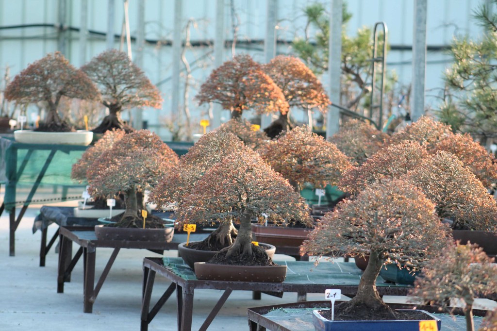 Kiyohime Bonsai Maple: The Complete Guide