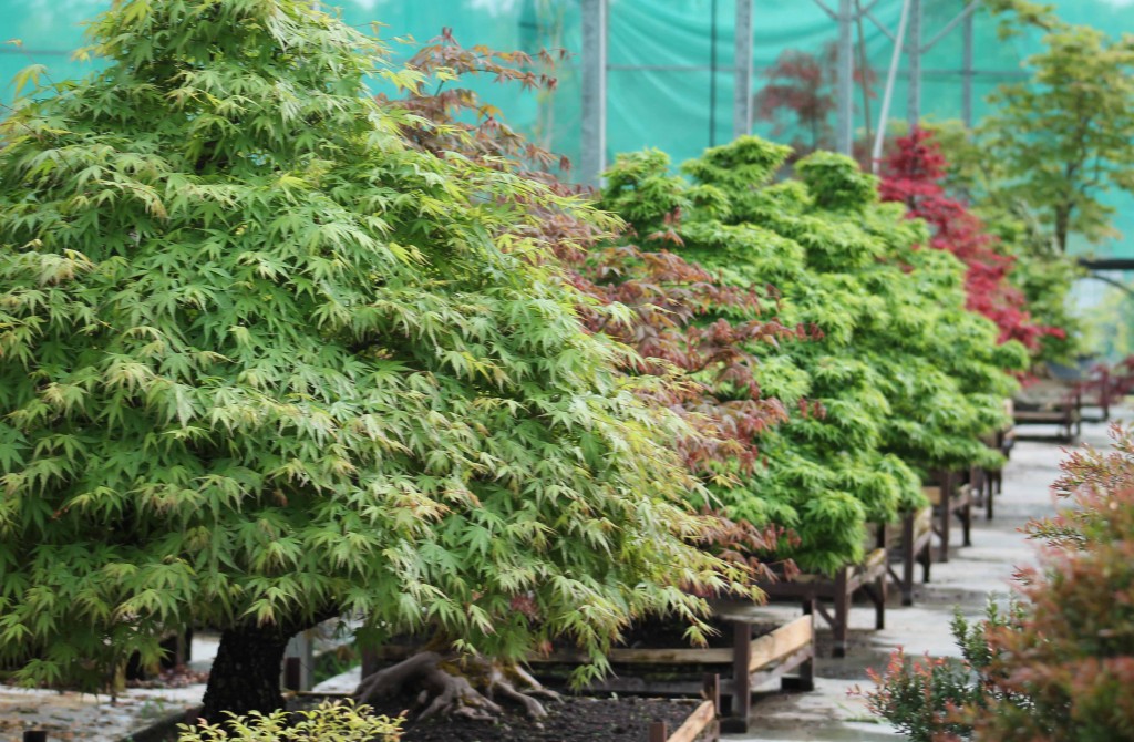 Erables du Japon en bonsai le guide complet