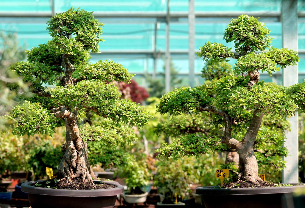 Orme de Chine bonsai le guide complet