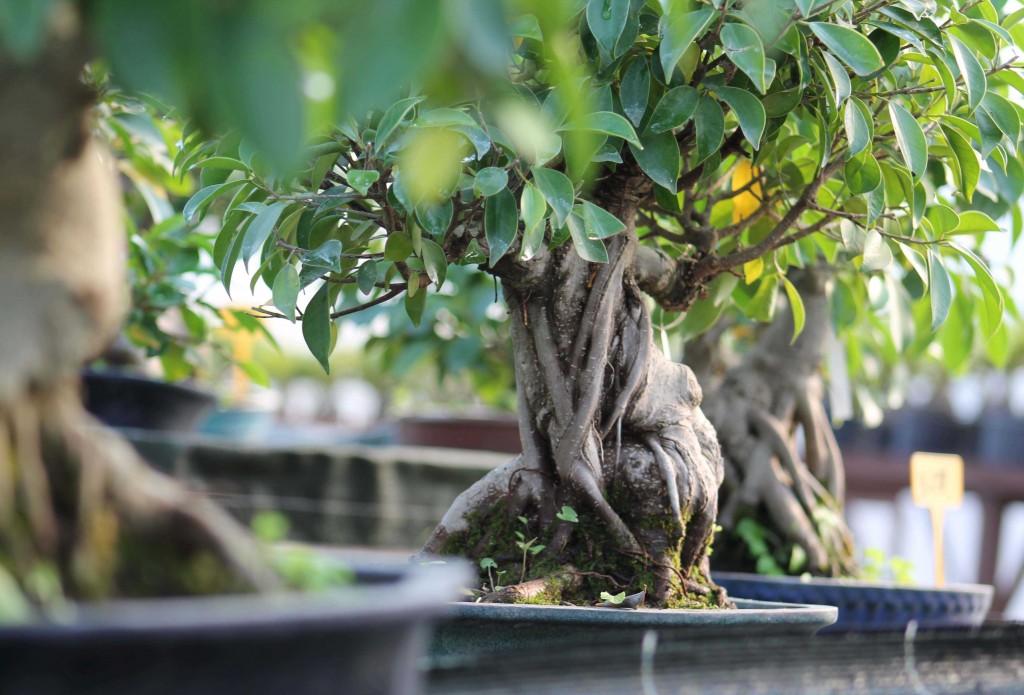Indoor Bonsai: Which One Should You Choose?