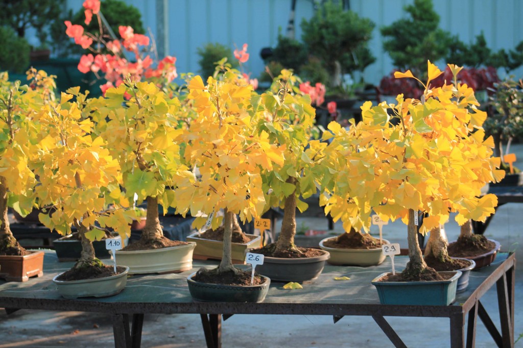 Ginkgo Biloba in Bonsai, Care Guide