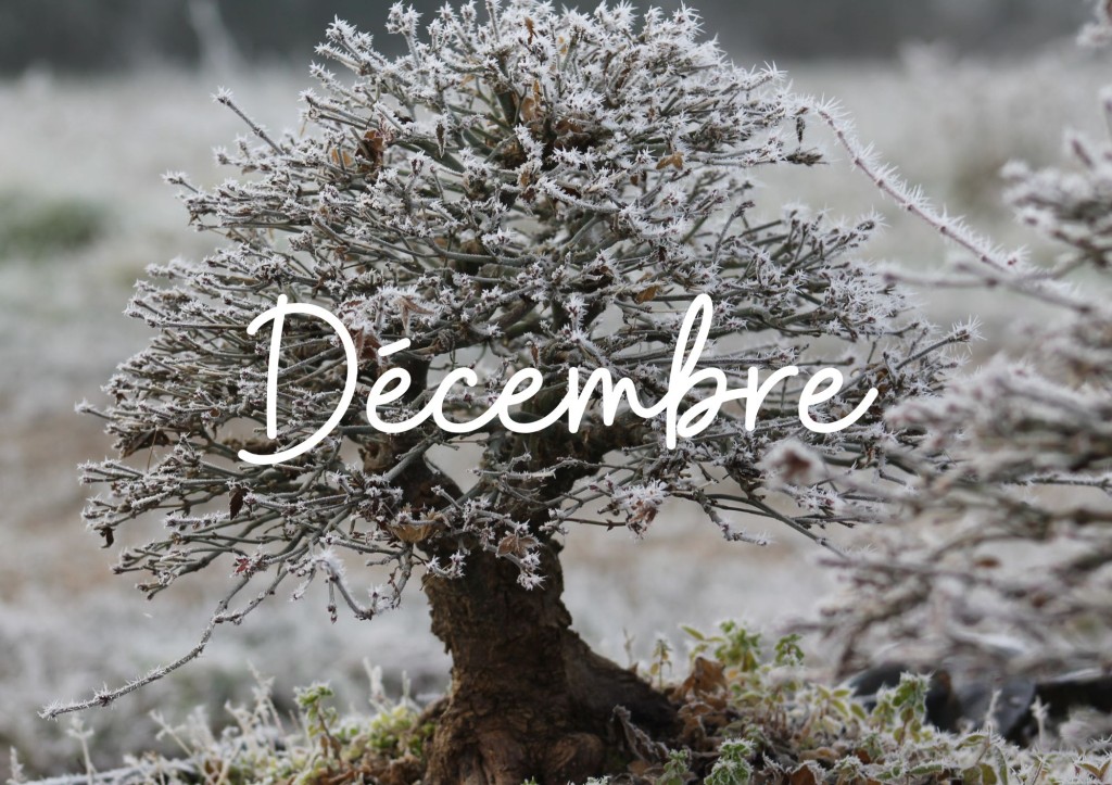December Vert main image 0