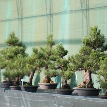 Which pine tree to choose in bonsai?