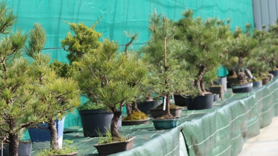 Which pine tree to choose in bonsai?