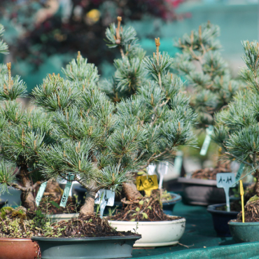 Pin blanc du Japon, notre guide complet